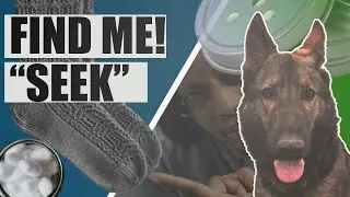 Как научить новичков-хендлеров AKC или UKC различать запахи (K9 Scent Work)
