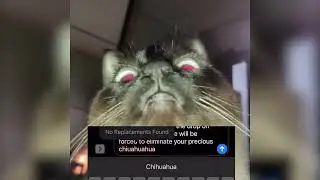 Grumpy Cat