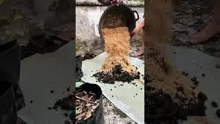 The Secret to Loaded Chili Plants: Use Rice Hulls! 🌶️ #shorts #youtubeshorts #gardening