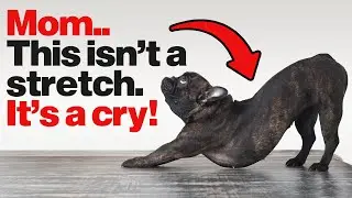 Does Your Dog Stretch When They See You? - They're Trying To Tell You Something...