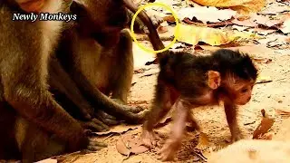 Newborn baby monkey Maci learn walks | Kari teach her brother Maddix learn to walks