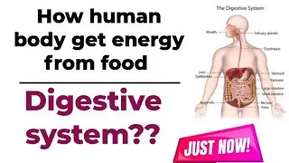 How we get energy from food| How food digest in stomach| Process of digestion| Sources of energy |
