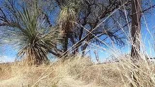 DESERT SURVIVAL : USING A TREE TO GET TO THE OTHER SIDE OF THE FENCE