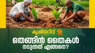തെങ്ങിൻ തൈ നടുന്നത് എങ്ങനെ ? | HOW TO PLANT A COCONUT TREE | COCONUT CULTIVATION TIPS | KRISHIYARIVU