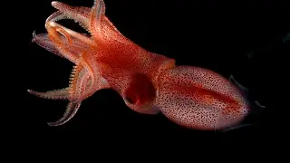 Mismatched Eyes Help Squid Survive the Ocean&rsquo;s Twilight Zone