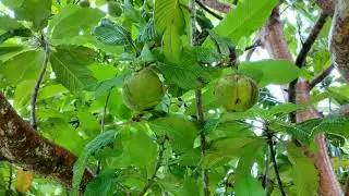 ଓଉ ଗଛ || Elephont Apple Pickle Tree || Ou gachha video || All tree in  one channel