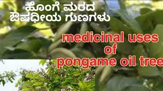 Medicinal uses of pongame oil tree ಹೊಂಗೆ ಮರದ ಔಷಧೀಯ ಗುಣಗಳು