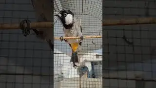 بلبل عيراقي لا فتح بلبل عنيد وحشي 