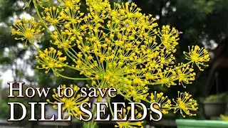 How to Collect Dill Seeds - Easy Seeds to Save for the Beginning Seed Saver