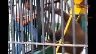 Funny ZOO fails and moments   Funny animal compilation