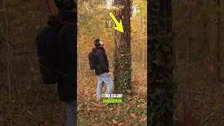 TERNYATA BEGINI YA SUARA POHON