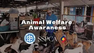 PPD1041 (G03)┃Animal Welfare Awareness┃Animal Shelter (Awareness&nbsp;Campaign)