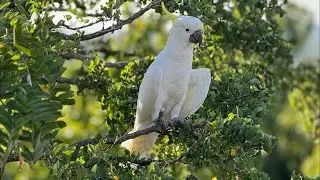 Birds of Australia 42C 🥵