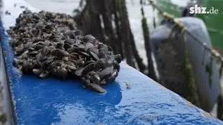 Muschelzucht im Sylter Wattenmeer