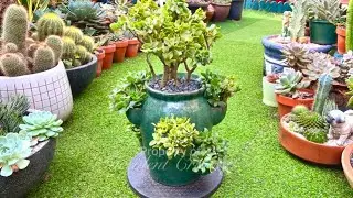 Succulent Ripple Jade Propagation