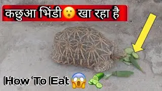 कछुआ भिंडी खा रहा हैl 😲 Tortoise is Eating Cucumber 🥒 But How #video #tortoise