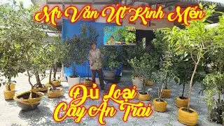VĂN ÚT | #0349881409 | ỔI NHẬT, HÀM TIẾU, HỒNG SOCOLA, LÝ, MẬN, VÚ SỮA, ĐIỀU, XOÀI, CHERRY, QUÝT,BTH