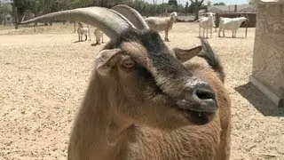 Amazing Animal Facts! - Farm Animals