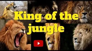 The king of the jungle