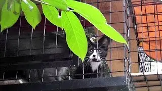 The Cat Days Of Our Lives - Episode 5