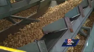 Popular potato chips made in Mass. factory