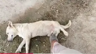 Dog training club