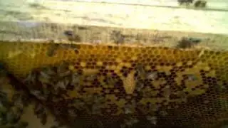 Early Season Supersedure in a Top Bar Hive: bees make themselves a new queen