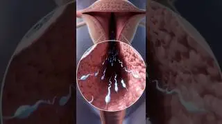 female reproductive system 📖#shorts#shortsfeed#viralshorts#biology#reproduction#competativeexam