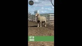 Moojepin Merinos 2020 Sale. Lot 59: 190481.