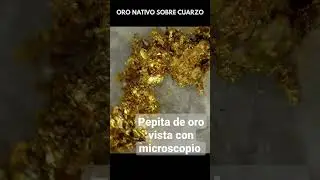 pepita de oro vista con microscopio