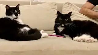 Spending Quality Reading Time With My Cats. モフモフ達が見守ってくれる理想的な読書時間