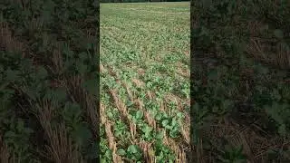 semis direct colza 2023 apr&egrave;s 3 semaines