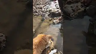 dog vs fish#masti