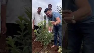 पेरु छाटनी #farming #guava #fruit #agriculture #harvesting