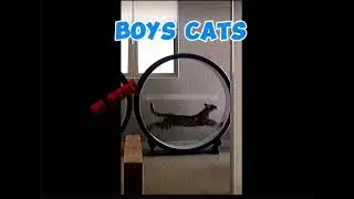 Cats #cat #florix #florixwho #edit #catedit