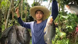 Pamimiwas ng malalaking tilapia sa ilalim ng kubo...pag prupruning ng talong