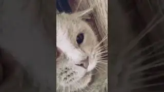 Collection of cute cats🌠Смотреть всем! Сборник классных котиков