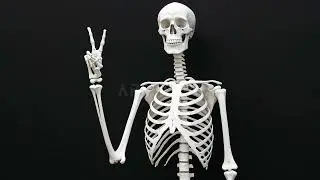 Spooky Skeleton Screensaver 💀 Dark Gothic Bones & Skull Art - Vintage Haunted Decor for Frame TV