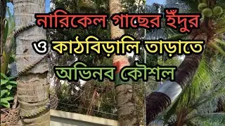 নারিকেল গাছের ইঁদুর ও কাঠবিড়ালি তাড়াতে অভিনব কৌশল Innovative technique to repel r and coconut trees