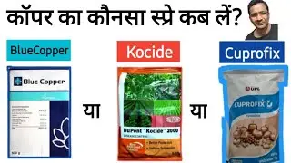 BLUE COPPER / Kocide 2000 / Cuprofix /  Devona Fungicide use #farming #agriculture #trending