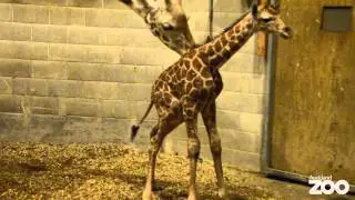 Giraffe calf born at Auckland Zoo