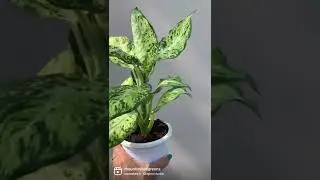 New Foliage Plants at Unlimited Greens