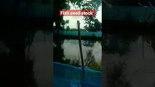 Fish seed stock//fish farming #fishfarming #fishseed