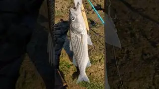 Daiwa SP Minnow Striped Bass Fishing #stripedbass #fishing #lures #daiwafishing #shorts