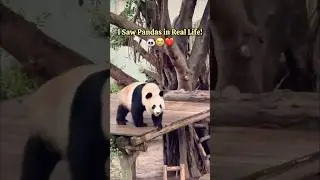 I Saw PANDAS In Real Life!🐼😭 Zoo Day With Mom!🦘 #minivlog #shorts #panda #zoo #momdaughter