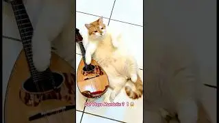 Cat Plays Mandolin？！😱我家的貓開始彈曼陀林了🤣猫がマンドリンを弾いてる？！고양이가 만돌린을 연주해요?!