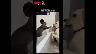 cat vs dog fight ☠️😂 |#funny #shorts #shortvideo
