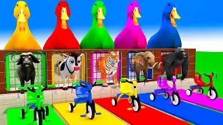 Long Slide Game With Cow Elephant Gorilla Hippopotamus Tiger 3d Animal Game Funny 3d Animals