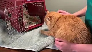 Cat Carrier Safety