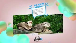 Fun Facts Galore | Discover the World One Fact at a Time #factfolio #curiositymatters #facts